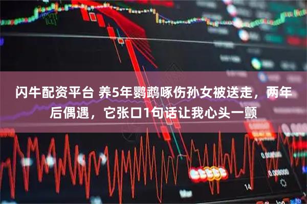 闪牛配资平台 养5年鹦鹉啄伤孙女被送走，两年后偶遇，它张口1句话让我心头一颤